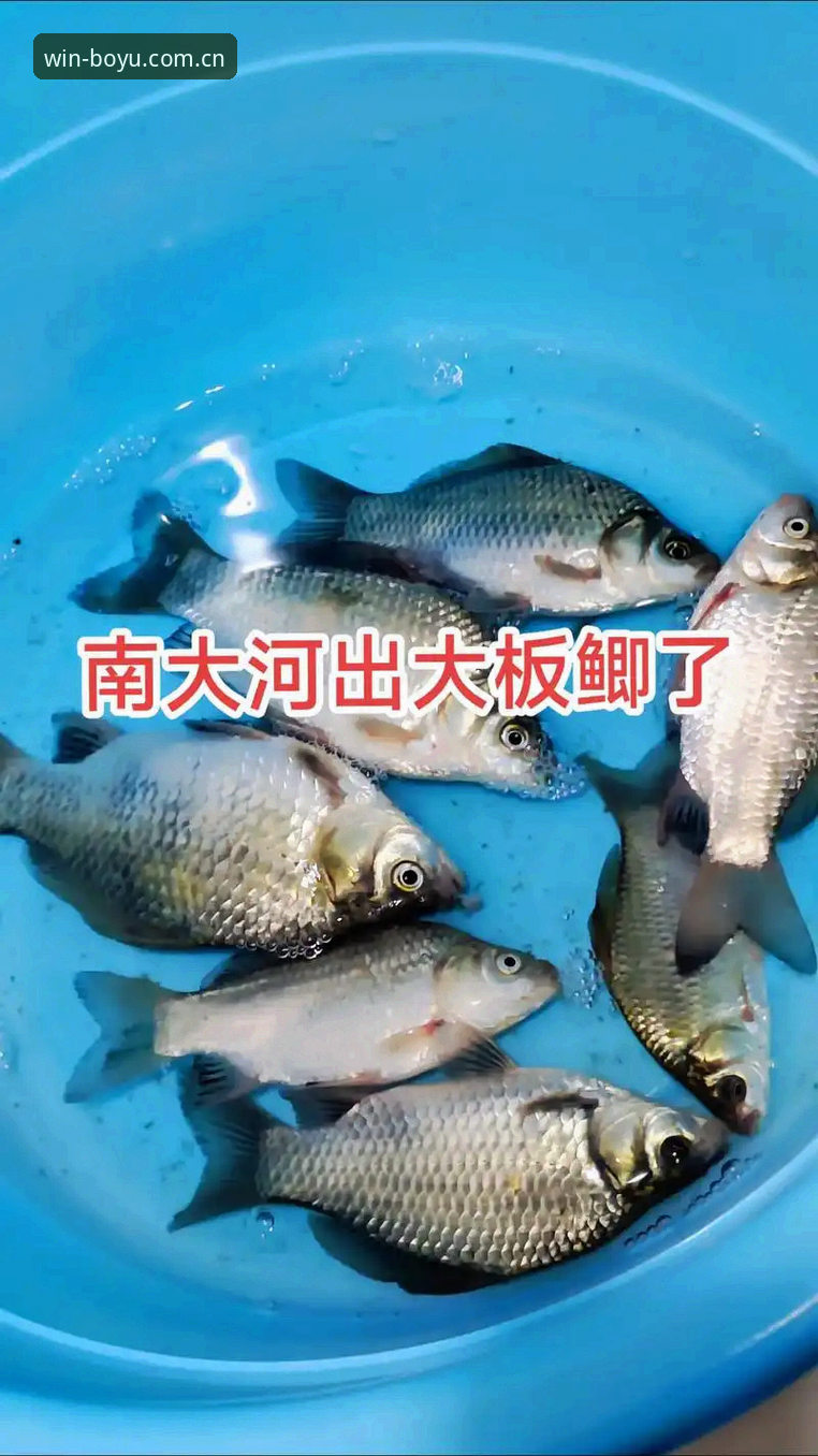 博鱼热门赛事观赛实用指南：资深用户分享的必备知识和技巧